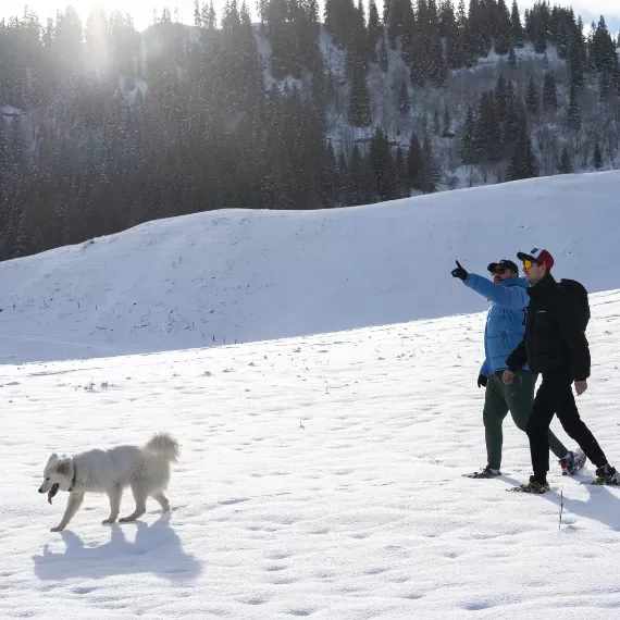 snowshoeing with dogs